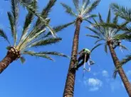 Podas en altura de árboles y palmeras, Málaga Podas en altura de palmeras, Málaga